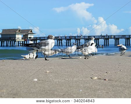 Eine Gruppe Von Möwen Am Strand Von Naples, Florida.