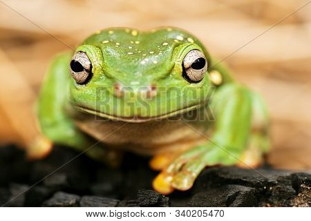 Magnificent Tree Frog