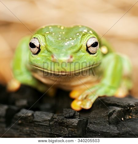 Magnificent Tree Frog