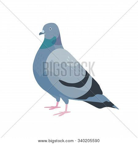 Cute Pigeon Flat Vector Illustration. City Bird With Dark Grey Plumage. Feathered Dove Side View. Ur