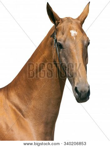 Portrait Of Beautiful Akhal-teke Stallion On White Background.