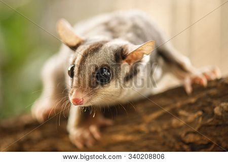 Squirrel Glider
