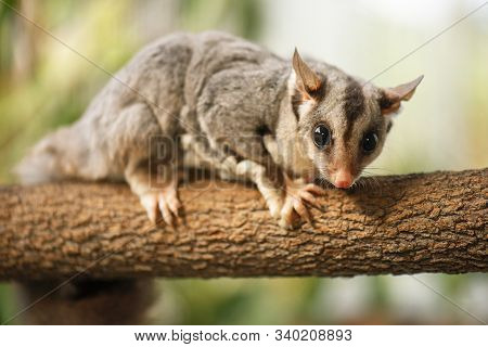 Squirrel Glider