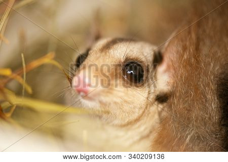 Squirrel Glider