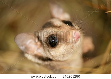 Squirrel Glider