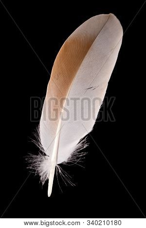 Beautiful Curlew Feather Numenius Phaeopus Close Up