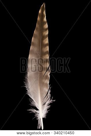 Beautiful Curlew Feather Numenius Phaeopus Close Up