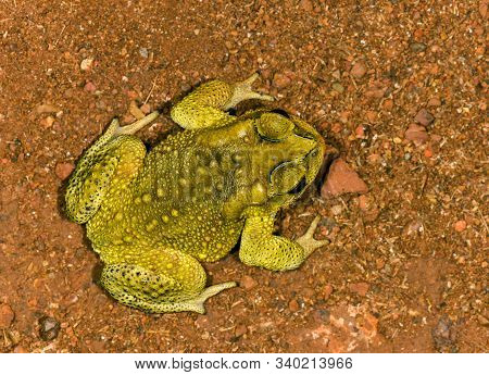 Common Toad On Ground At Matheran, Maharashtra, India