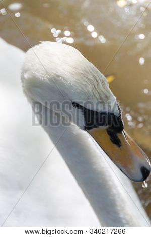 A Close Up Top View Of A Swan Sitting In The Murky Water