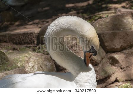 A Close Up Top View Of A Swan Sitting In The Murky Water