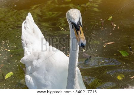 A Close Up Top View Of A Swan Sitting In The Murky Water