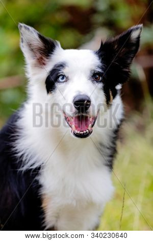 Beautiful black and white Border Collie dog with eyes with different colors
