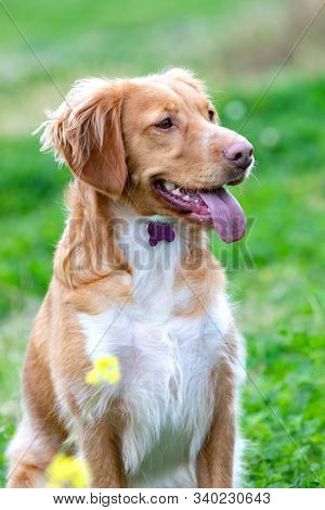 Beautiful brown breton dog in a meadow with many yellow flowers