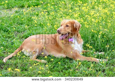 Beautiful brown breton dog in a meadow with many yellow flowers