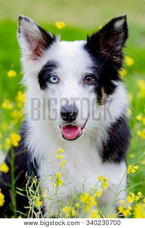 Beautiful black and white Border Collie dog with eyes with different colors