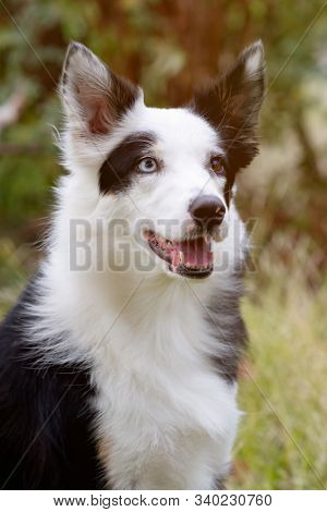 Beautiful black and white Border Collie dog with eyes with different colors