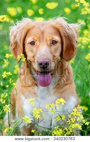 Beautiful brown breton dog in a meadow with many yellow flowers
