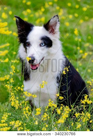 Beautiful black and white Border Collie dog with eyes with different colors