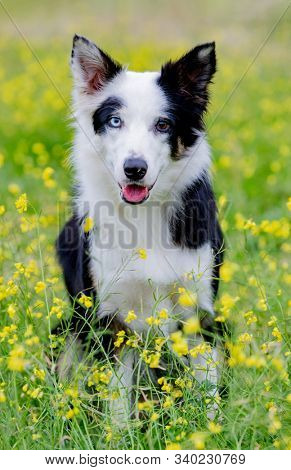 Beautiful black and white Border Collie dog with eyes with different colors