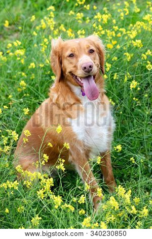 Beautiful brown breton dog in a meadow with many yellow flowers