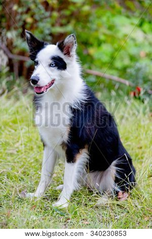 Beautiful black and white Border Collie dog with eyes with different colors