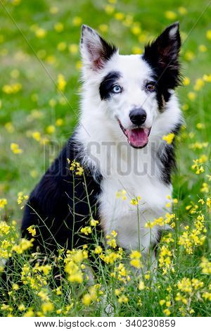 Beautiful black and white Border Collie dog with eyes with different colors