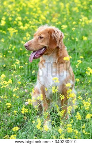 Beautiful brown breton dog in a meadow with many yellow flowers