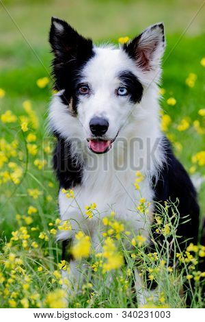 Beautiful black and white Border Collie dog with eyes with different colors