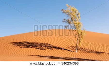 An Alive Timarisk Tree In Desert With Clear Sky