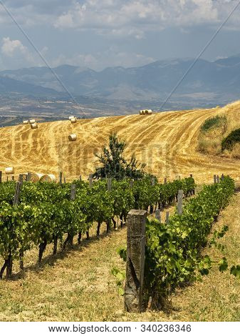 Rural Landscape At Summer In Calabria, Italy, Near Spezzano Albanese, In Cosenza Province, With Vine