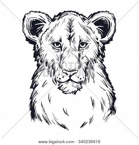 Panthera Leo Vector Baby Tabby Portrait In Closeup Isolated Sketch T-shirt Print, Monochrome. Black 
