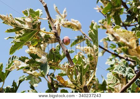 Infected Fig Tree In Dry Weather In Iran