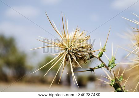 Thistle Flower Fully Grown Up In Desert