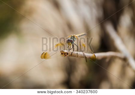 Dragonfly Sited On A Tree Branch Alone