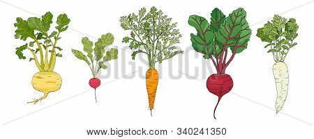 Set Of Root Vegetables: Turnip, Radish, Carrot, Beet, Daikon. Vector Illustration Isolated On White 