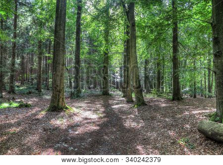 Mysterious View Into A Green Forest In Northern Eruope