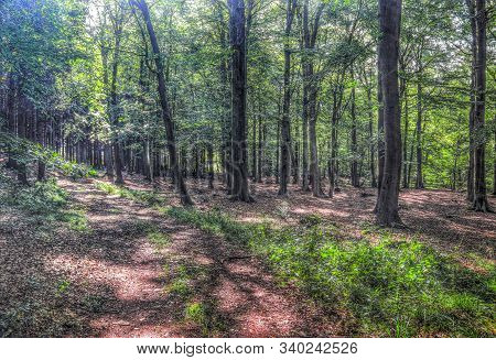 Mysterious View Into A Green Forest In Northern Eruope