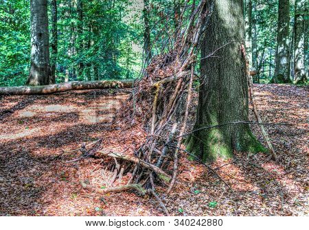 Mysterious View Into A Green Forest In Northern Eruope