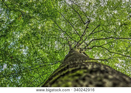 Mysterious View Into A Green Forest In Northern Eruope