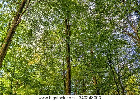 Mysterious View Into A Green Forest In Northern Eruope