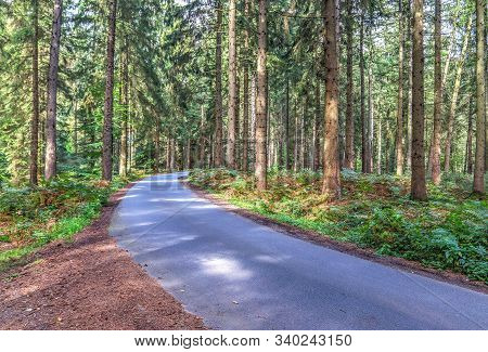 Mysterious View Into A Green Forest In Northern Eruope