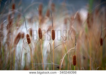 Beautiful blooming reed-mace on lake shore