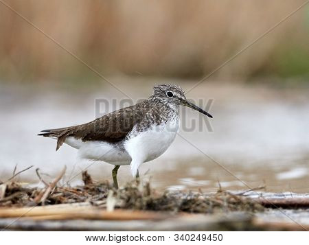 sandpiper (Tringa Ochropus) on the lake shore