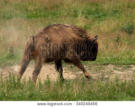 small herd of European bison (Bison bonasus), also known as Wisent or the European wood bison grazing