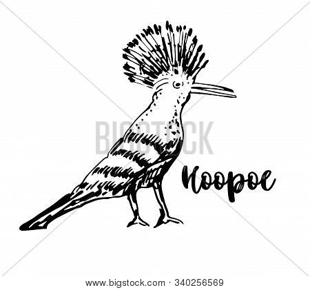 Hoopoe Sketch, Vector Illustration. Hand Drawn Hoopoe Bird. Engraved Illustration.