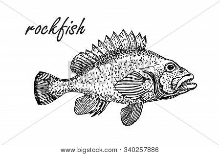 Ink Sketch Of Rockfish. Hand Drawn Of Redfish Isolated On White Background. Retro Style.
