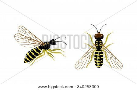 Wasp Icons Set. Set Of Hornet Or Wasp Vector Icons For Web Design. Wasp Insect Vector Color Drawing