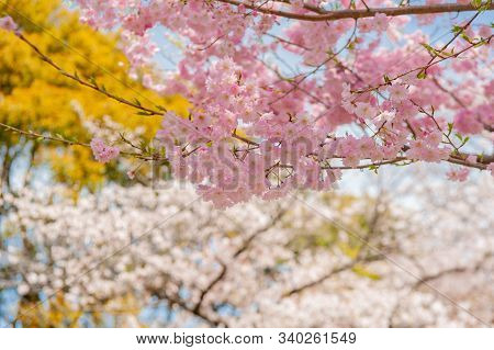 Cherry Blossom Festival At Chidorigafuchi Park, Beautiful Sakura In Full Bloom In A Famous Touristic