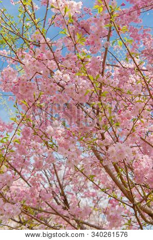 Cherry Blossom Festival At Chidorigafuchi Park, Beautiful Sakura In Full Bloom In A Famous Touristic