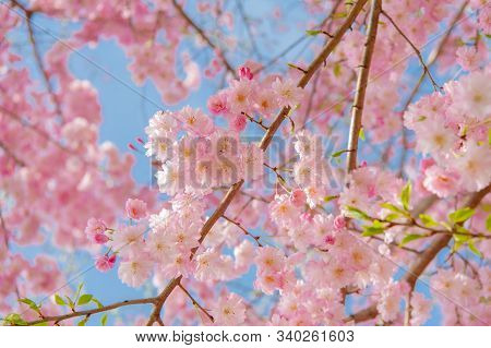 Cherry Blossom Festival At Chidorigafuchi Park, Beautiful Sakura In Full Bloom In A Famous Touristic